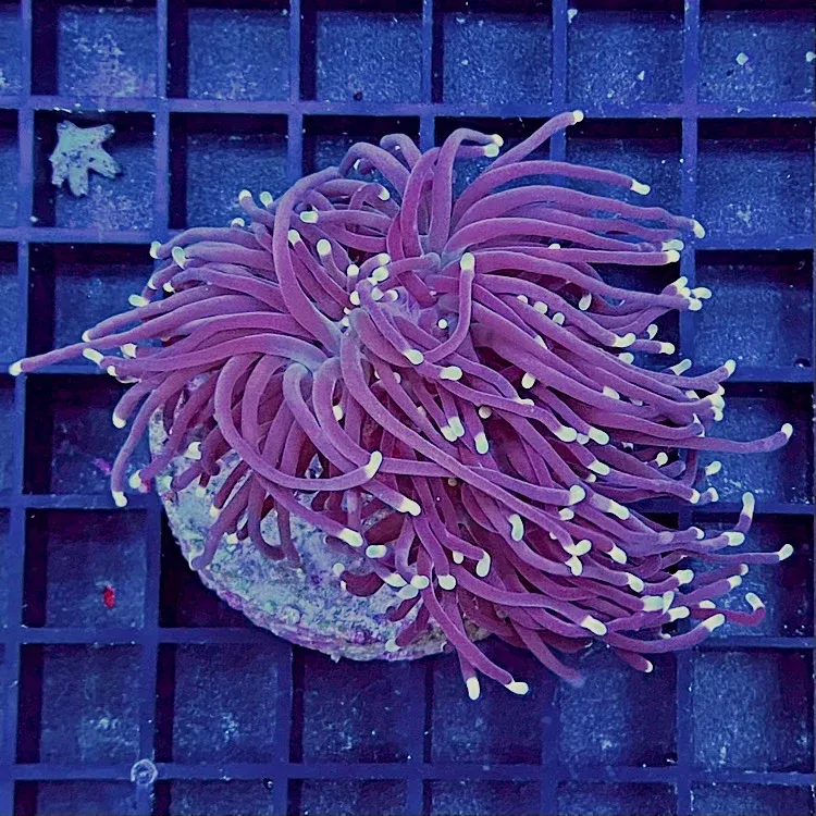 Euphyllia glabrescens