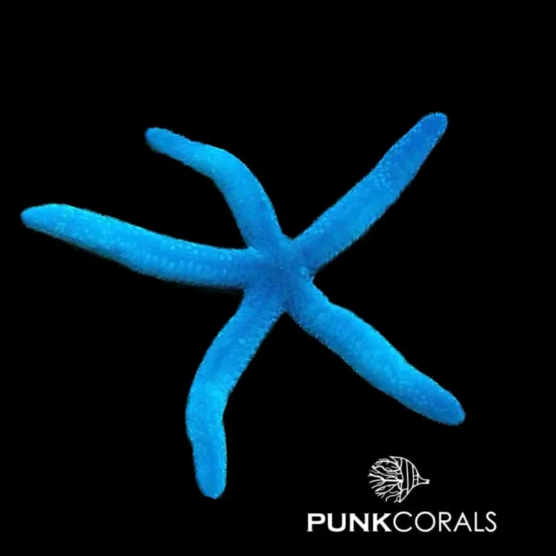 Linckia laevigata Blauer Seestern